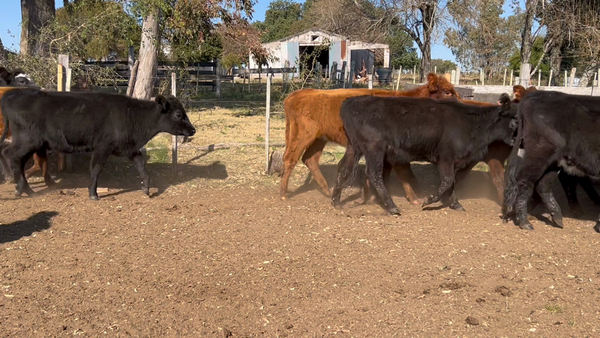 Lote 29 Vaquillonas 1 a 2 años