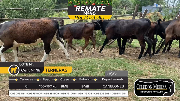 Lote 6 Terneras en Otra Localidad, Canelones