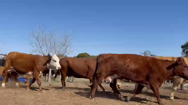 Lote 35 Vacas CUT preñadas en Buenos Aires, Pellegrini