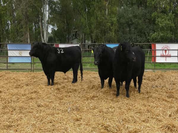 Imagen 2 del Lote Lote TOROS ANGUS NEGROS PC