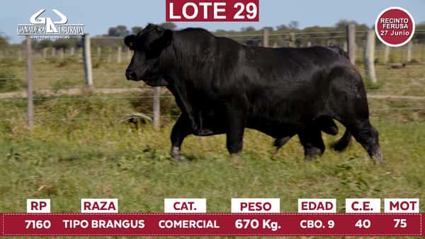 Lote Reproductores de Alborada - Lote 29