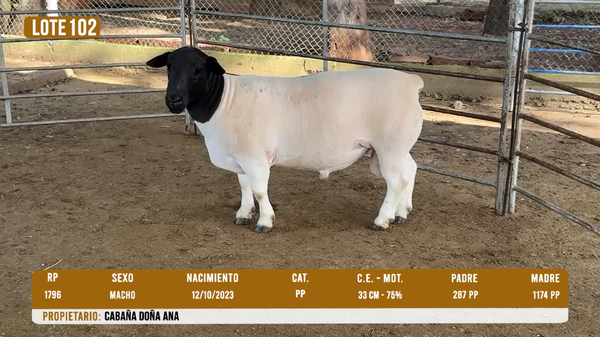 Lote LOTE 102