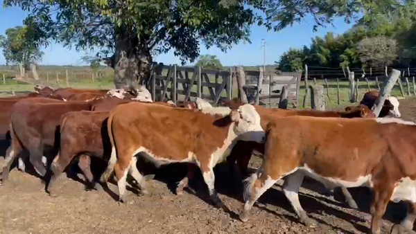 Lote 19 Novillitos