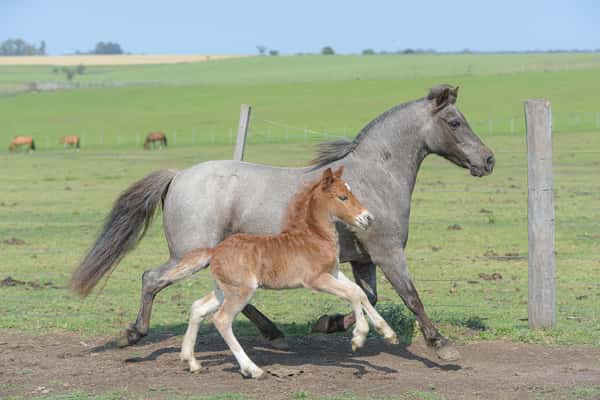 Lote Chuchi