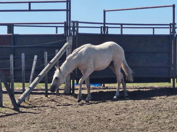 Lote Potranco Bayo - Sin papeles