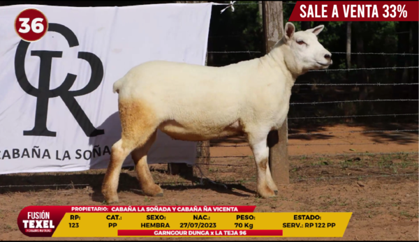 Lote LOTE 36