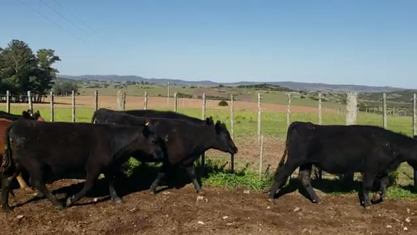 Lote vaquillonas SA haciendo 2 años, para entorar