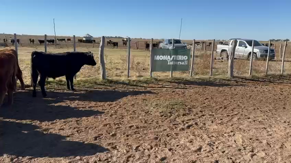 Lote 78 Novillitos en La Pampa, Trenel