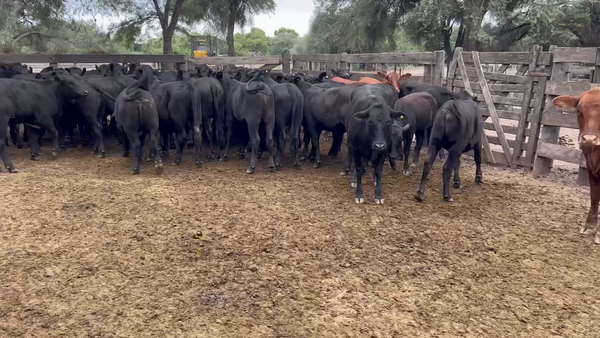 Lote 70 Terneras en Juan José Castelli, Chaco