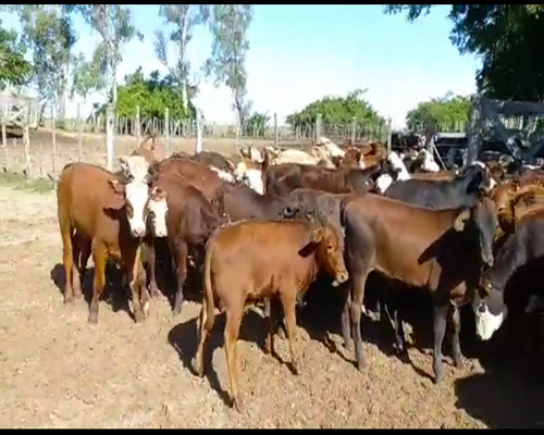 Lote 130 Terneros en Esquina, Corrientes
