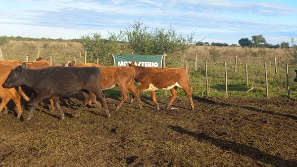 Lote 55 Vaquillonas EN IBICUY ENTRE RIOS