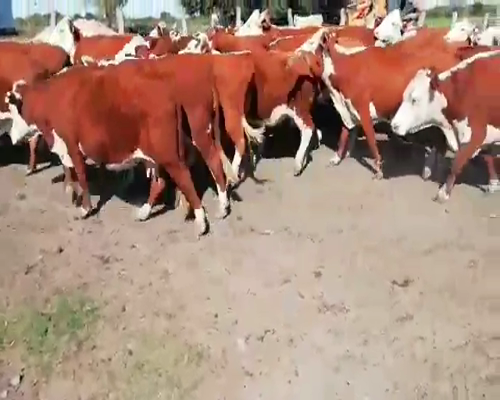 Lote 37 Vacas de invernar en Federal, Entre Ríos