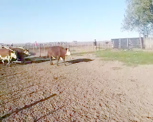 Lote 35 Vacas medio uso con garantía de preñez en Daireaux, Buenos Aires