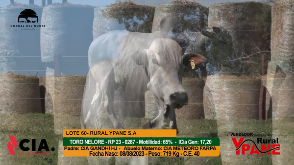 Lote 
