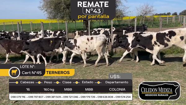 Lote 16 Terneros en Estanzuela, Colonia