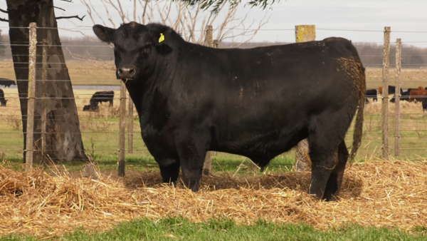 Lote TOROS PUROS POR CRUZA