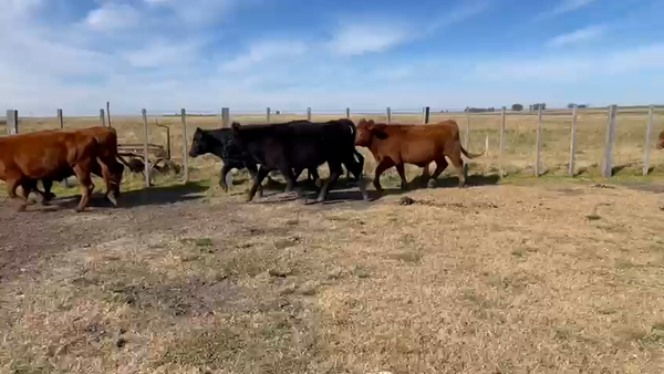 Lote 25 Novillos de 1 a 2 año