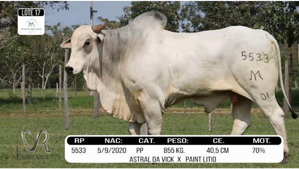 Lote LOTE 17