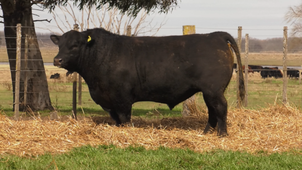 Lote TOROS PUROS POR CRUZA