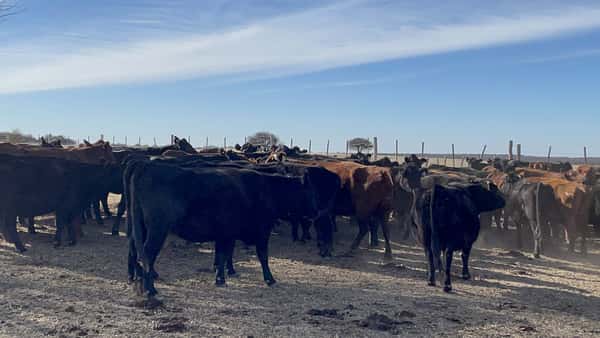 Lote 74 Vacas CUT preñadas en La Pampa, Ataliva Roca