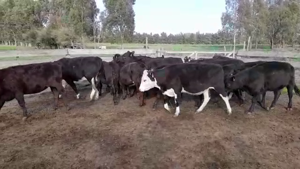 Lote (Vendido)16 Vaquillonas 1 a 2 años ANGUS/ HEREFORD a remate en PANTALLA FEDERICO GARLAND 300kg -  en SANTA ROSA