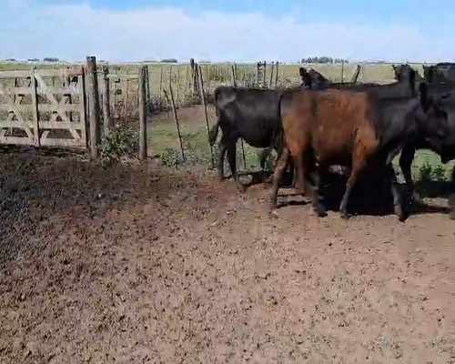 Lote 7 Vacas nuevas en Gral. Lamadrid, Buenos Aires