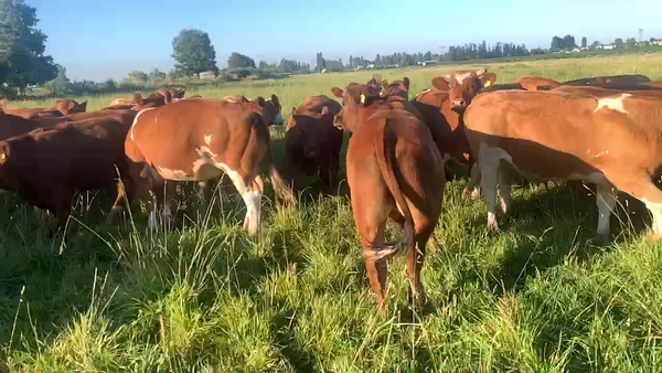 Lote 60 Novillo Engorda en Colbún, VII  Región Maule