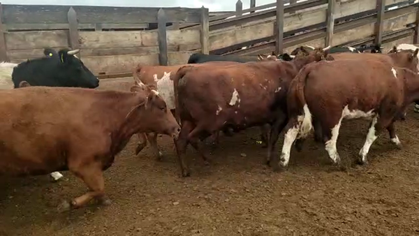 Lote 20 Vaquilla Gorda en Los Ángeles, VIII Región Biobío