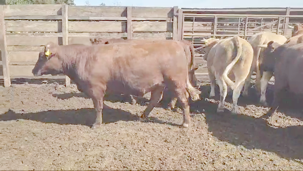 Lote 20 Novillo Gordo en Los Ángeles, VIII Región Biobío