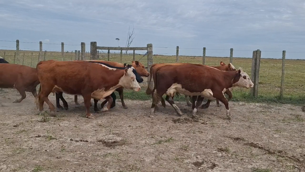 Lote 138 Piezas de cría en Treinta y Tres