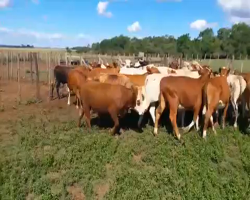 Lote 40 Novillitos en Ituzaingó, Corrientes