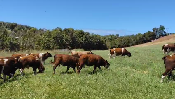 Lote 20 Ternero en Ancud, X Región Los Lagos