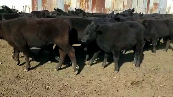 Lote 75 Terneros en Villaguay, Entre Ríos