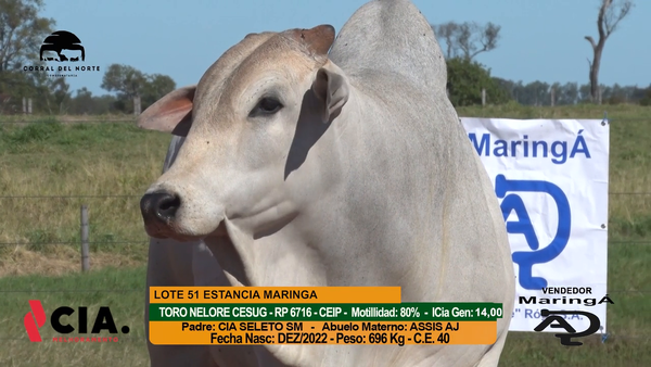 Lote 
