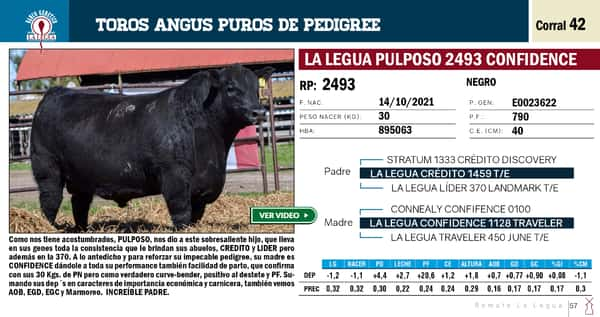 Lote TOROS ANGUS PP