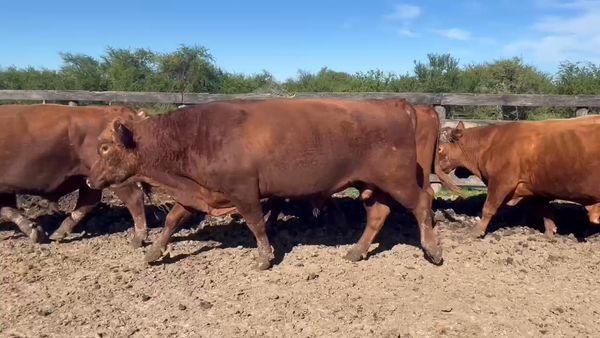 Lote 20 Toros