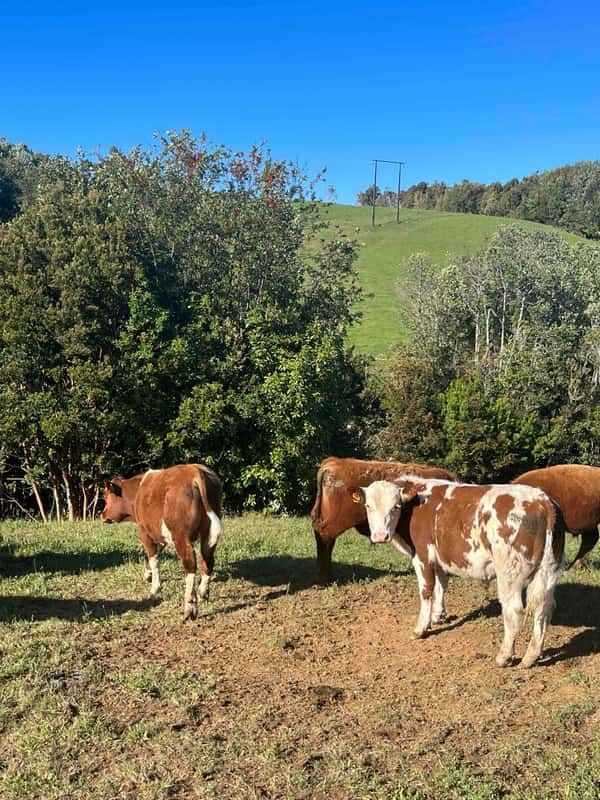 Lote 26 Ternero en Ancud, X Región Los Lagos