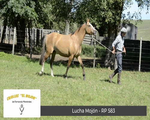 Lote Lucha Mojón (RP 583)