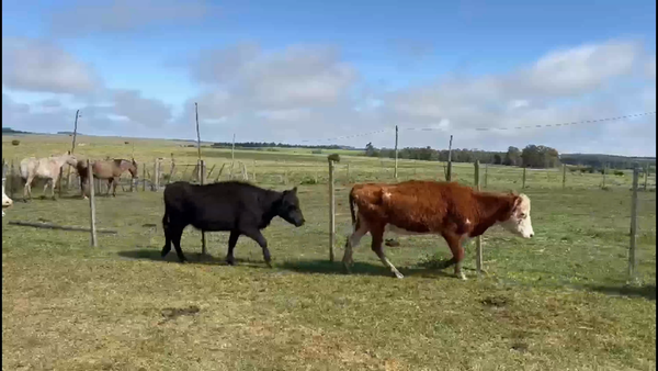 Lote 33 Vacas preñadas en Villa del Carmen, Durazno