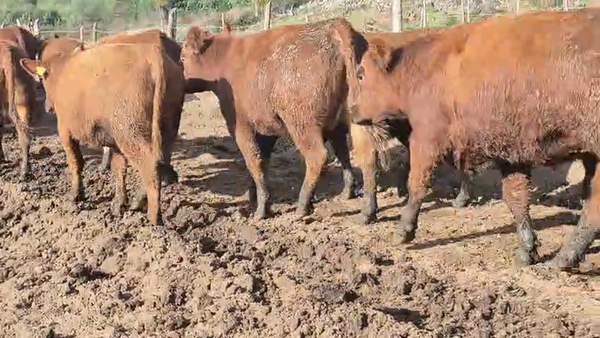 Lote 50 Vaquilla Gorda en Pelarco, VII  Región Maule