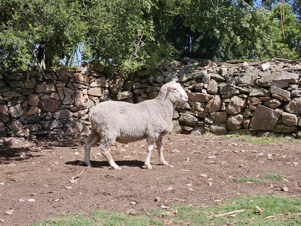 Lote Carneros a remate en Subasta Online - Nambi Guasu, Lavalleja