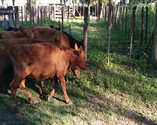 Lote 48 Terneras en Gral. Lamadrid, Buenos Aires
