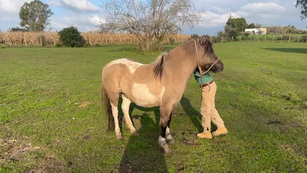 Lote Pony Tobiano a remate en Pantalla Camy  en Santa Lucia