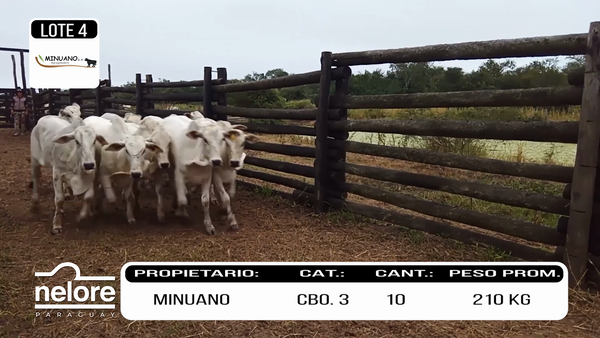 Lote LOTE 4