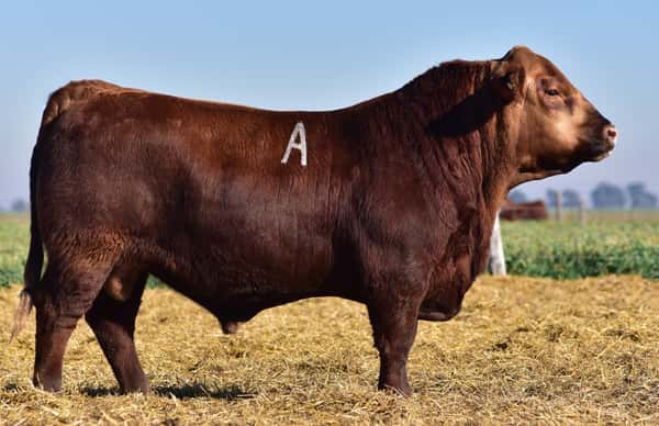ClicRural - TORO ANGUS PP