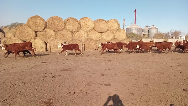 Lote 60 Terneros/as Braford y sus cruzas en Cululú, Santa Fe