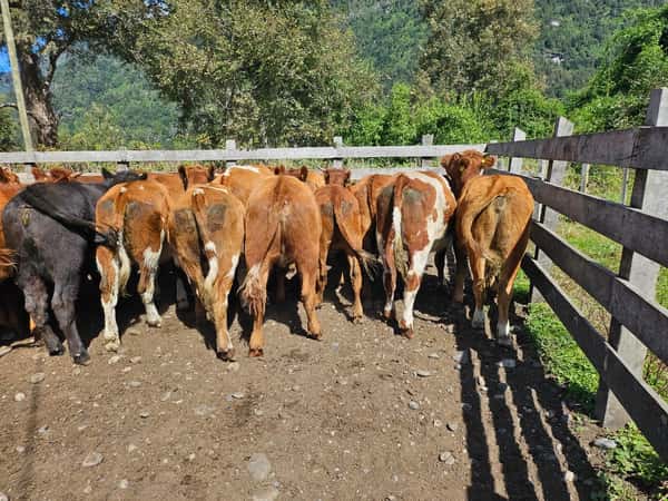 Lote 60 Vaquilla Engorda en Futrono, XIV Región Los Ríos