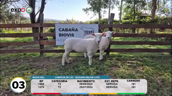 Lote LOTE 3
