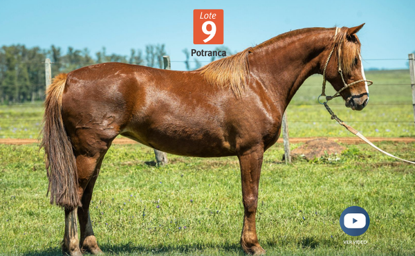 Lote DEL SILENCIO ENCAPADA