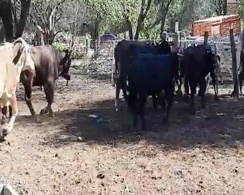 Lote 55 Novillitos en Monte Quemado, Santiago del Estero